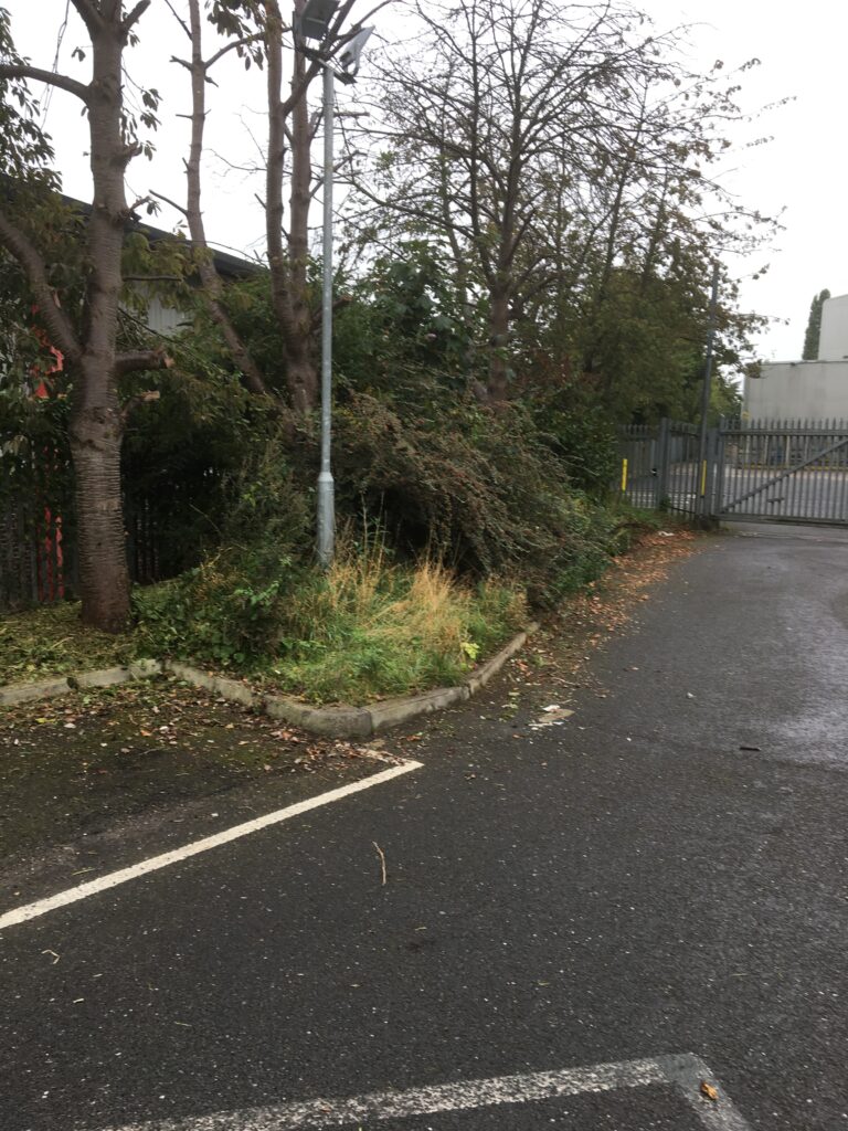 Before commercial grounds maintenance showing overgrown vegetation and trees requiring clearance in Hertfordshire.