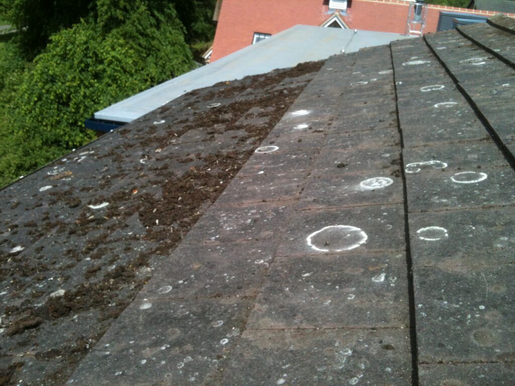 Moss-covered concrete roof tiles before professional roof cleaning by RidgeOak in Hatfield.