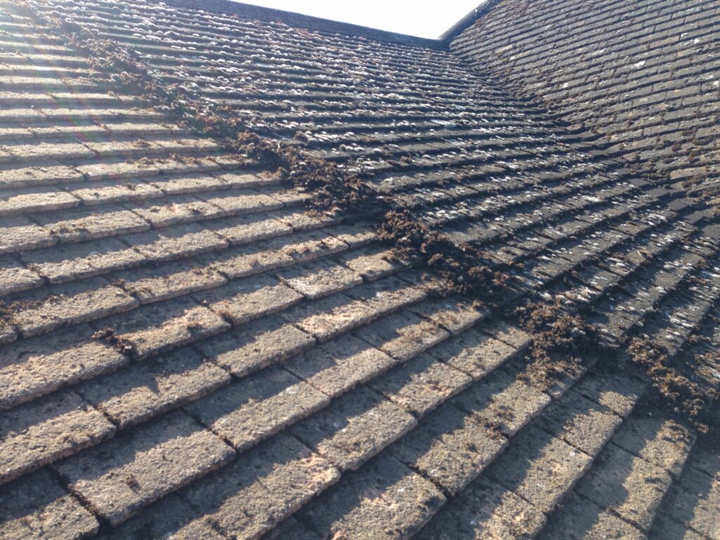 Professional roof cleaning and moss removal by RidgeOak in Hertfordshire.